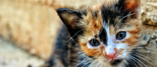 Illustration : "Pourquoi mon chat bave ?"