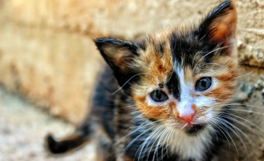 Illustration : "Pourquoi mon chat bave ?"