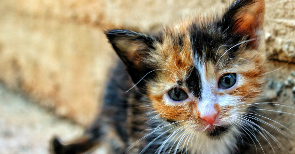 Pourquoi Les Chats Bavent Comment Reagir