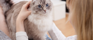 Illustration : "Quelle est l'espérance de vie de mon chat ? "