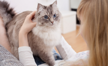 Illustration : "Quelle est l'espérance de vie de mon chat ? "