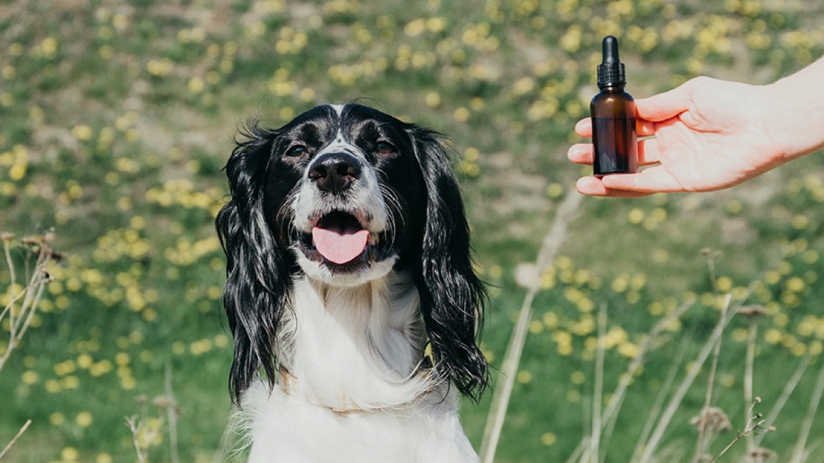 Illustration : "Comment utiliser les huiles essentielles sur son chien ?"