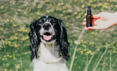 Illustration : "Comment utiliser les huiles essentielles sur son chien ?"