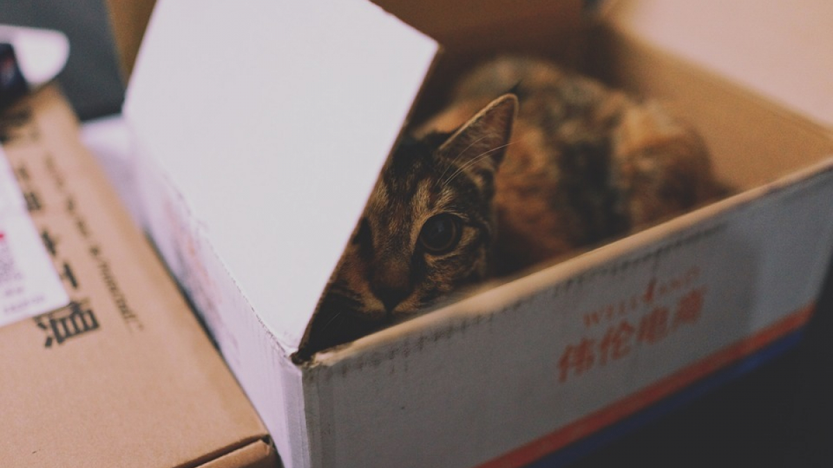 Illustration : "Se cacher dans une boîte réduit le stress chez le chat, d’après une étude"