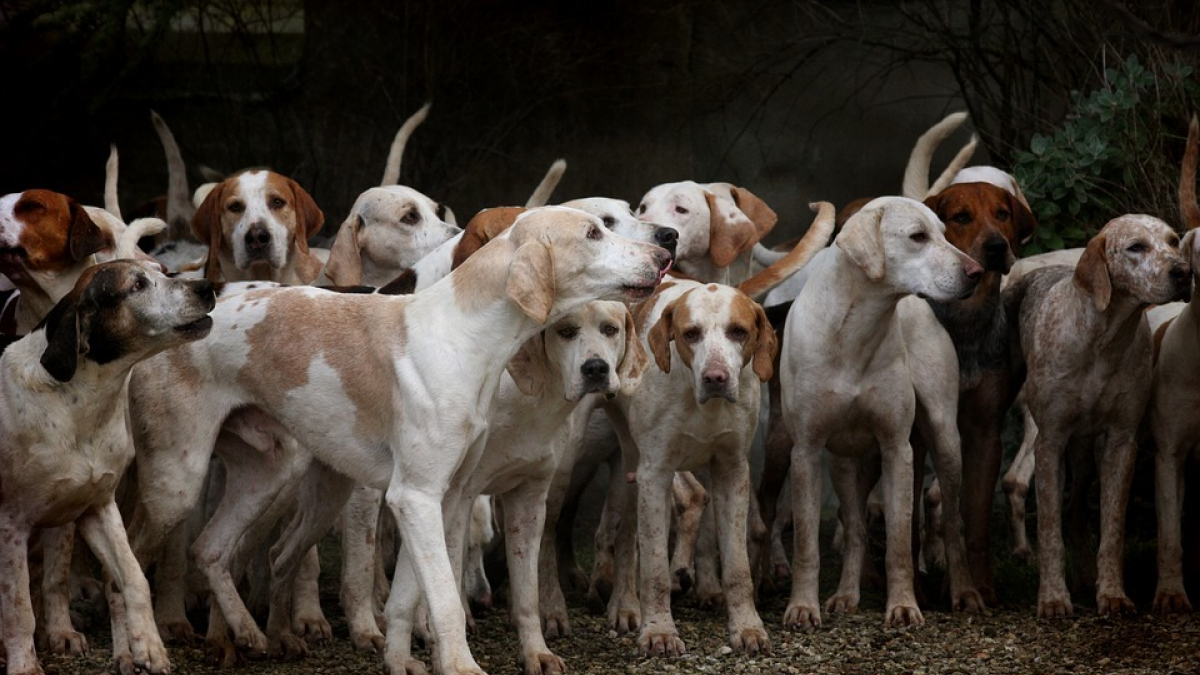 Illustration : "Un élevage illégal de chiens de chasse découvert en Seine-Maritime"