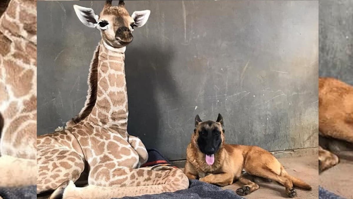 Illustration : "Hunter le chien est en deuil : le girafon qu’il protégeait est décédé"