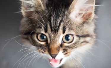 Illustration : "Pourquoi mon chat tousse ?"