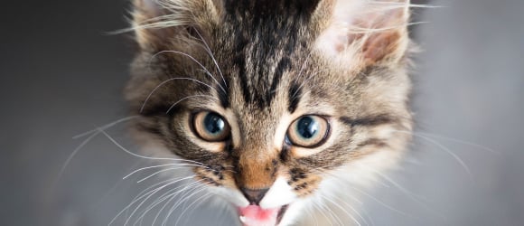 Illustration : "Pourquoi mon chat tousse ?"