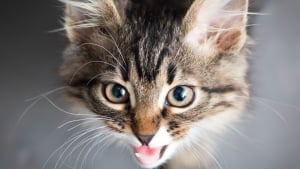 Les Causes Et Raisons Des Problemes Respiratoires Chez Votre Chat