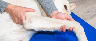 Illustration : "Qu'est-ce que l'ostéopathie pour chien ?"
