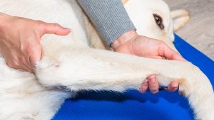 Illustration : Qu'est-ce que l'ostéopathie pour chien ?