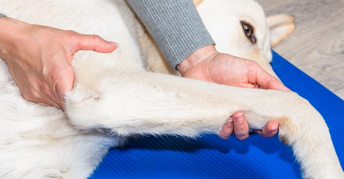 Calmer Les Ardeurs D'un Chien Male Homéopathie