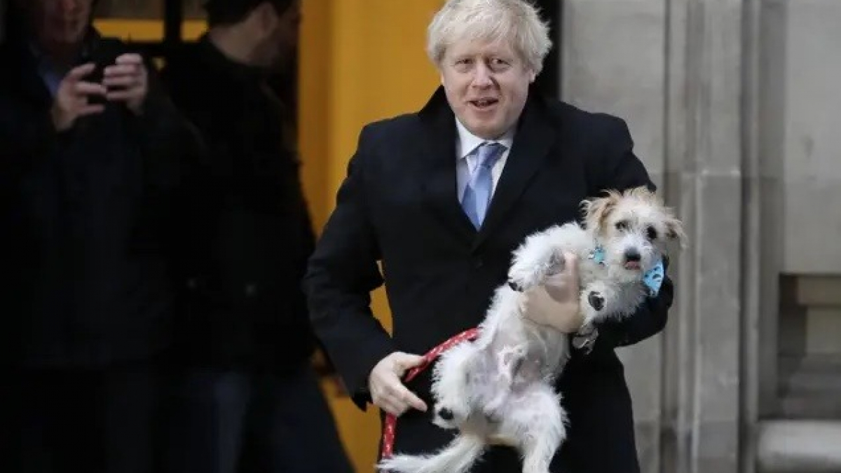 Illustration : "Les chats et chiens s’invitent dans les bureaux de vote au Royaume-Uni"