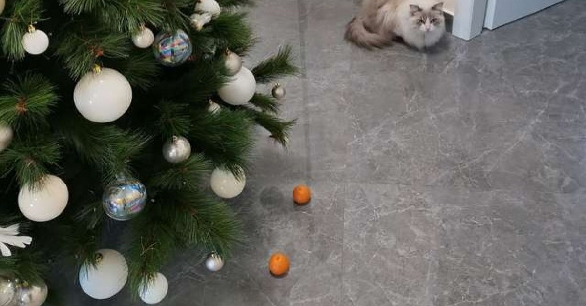 Effraye Par Un Champ De Force Ce Chat Decouvre La Magie Du Sapin De Noel Effraye Par Un Champ De Force Ce Chat Decouvre La Magie Du Sapin De Noel