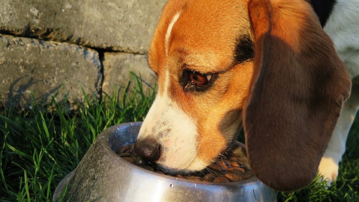 Illustration : "9 Français sur 10 font attention à ce que mangent leurs chiens et chats, mais des méconnaissances persistent"