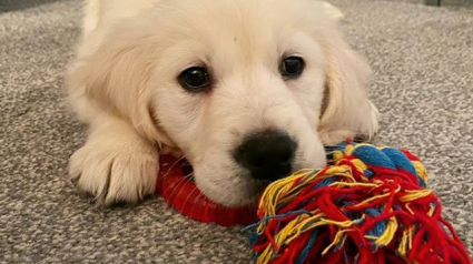 Illustration : 16 bouilles de chiots Golden Retrievers qui nous donnent envie de les adopter