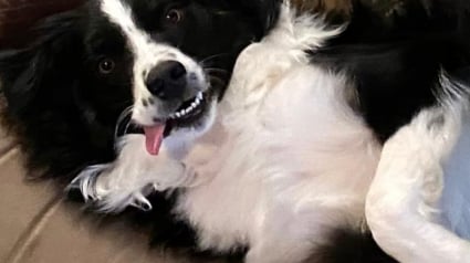 Illustration : 10 chiens dont les sourires feront fondre les plus grincheux d'entre vous 