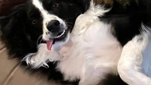 Illustration : 10 chiens dont les sourires feront fondre les plus grincheux d'entre vous 