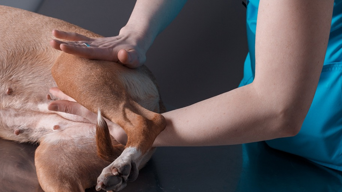 Illustration : "Comment se déroule une séance d'ostéopathie pour chien ?"