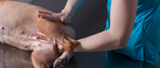 Illustration : "Comment se déroule une séance d'ostéopathie pour chien ?"