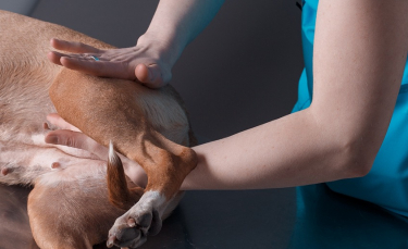 Illustration : "Comment se déroule une séance d'ostéopathie pour chien ?"