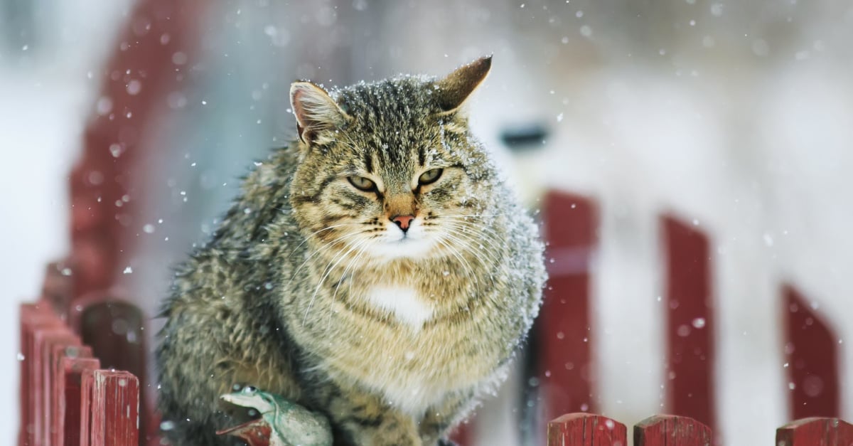 Pourquoi Mon Chat Eternue Les Causes Possibles