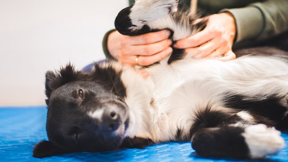 Illustration : "Dans quel cas faire appel à un ostéopathe pour son chien ?"