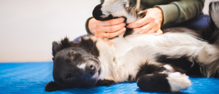 Illustration : "Dans quel cas faire appel à un ostéopathe pour son chien ?"