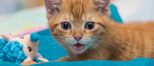Illustration : "Pourquoi mon chat pleure ?"