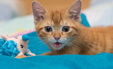 Illustration : "Pourquoi mon chat pleure ?"