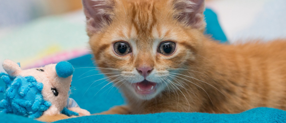 Illustration : "Pourquoi mon chat pleure ?"