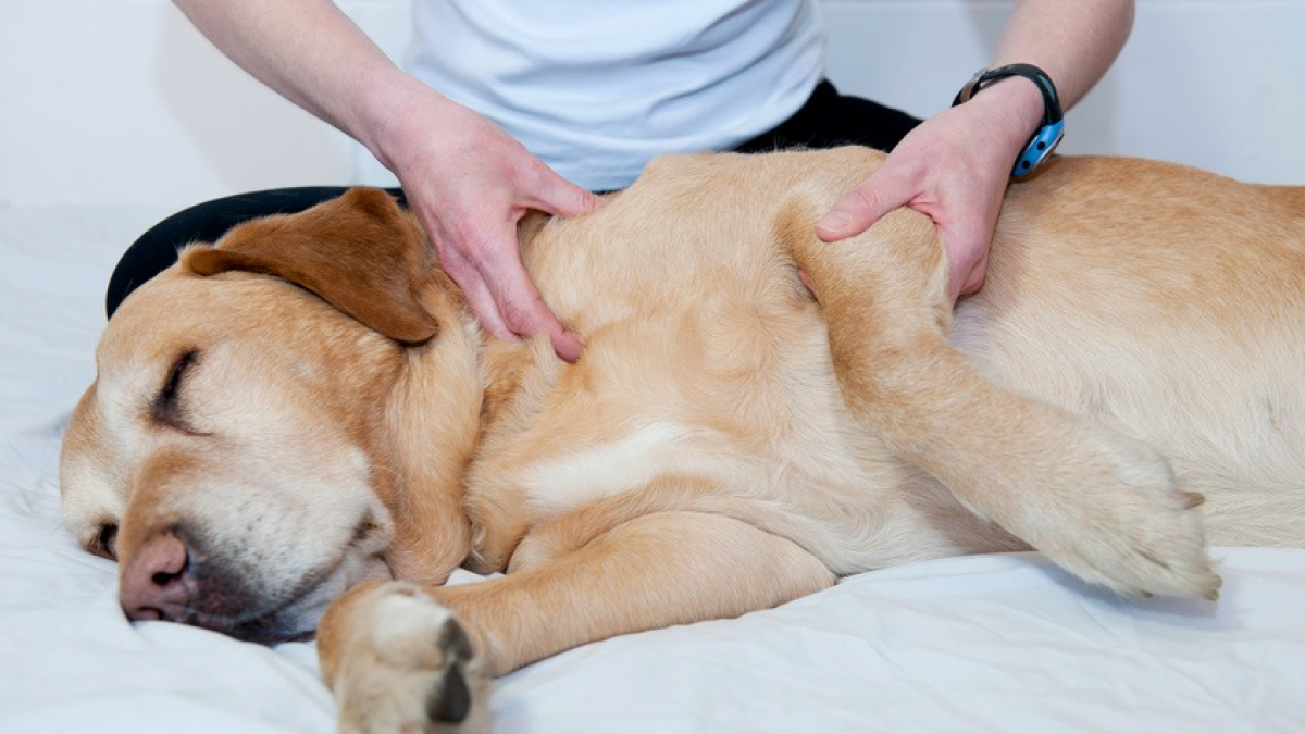 Illustration : "Les bienfaits de l'ostéopathie pour chien"