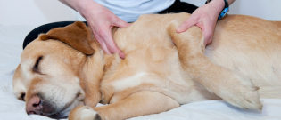 Illustration : "Les bienfaits de l'ostéopathie pour chien"