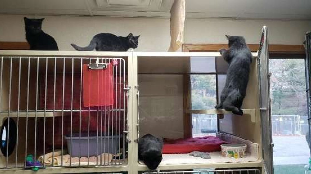 Illustration : "Au refuge, un groupe de chatons réalise la plus adorable des tentatives d’évasion"