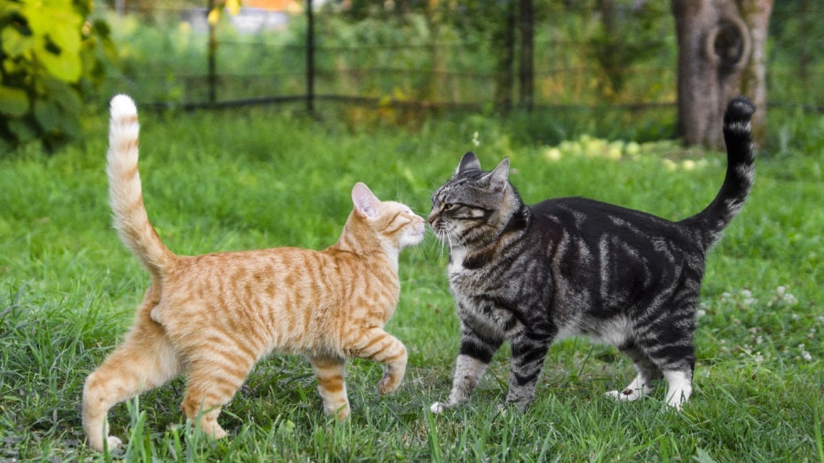 Comment le chat montre-t-il ses sentiments ?