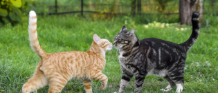 Illustration : "Votre chat parle-t'il ? : le langage du chat"