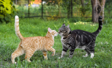 Illustration : "Votre chat parle-t'il ? : le langage du chat"