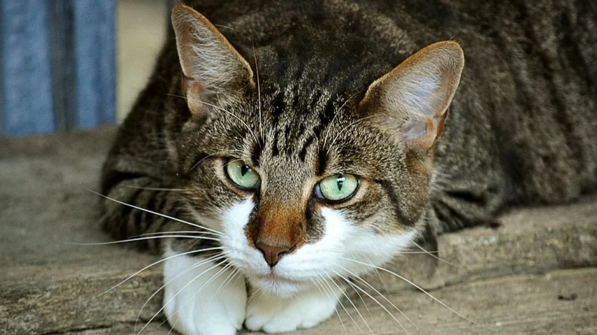 Illustration : "Un chat grièvement blessée par un tir de carabine à plomb dans le Finistère"