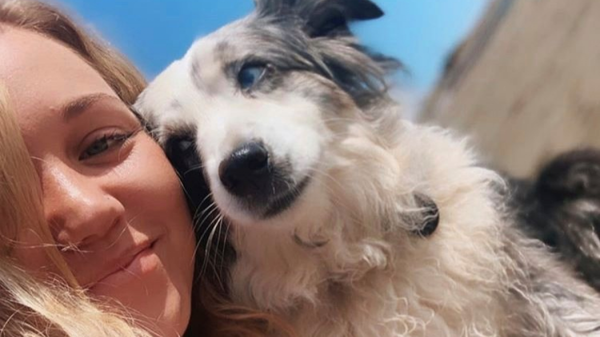 Illustration : "Une femme loue un avion et promet une belle récompense pour retrouver son chien volé"