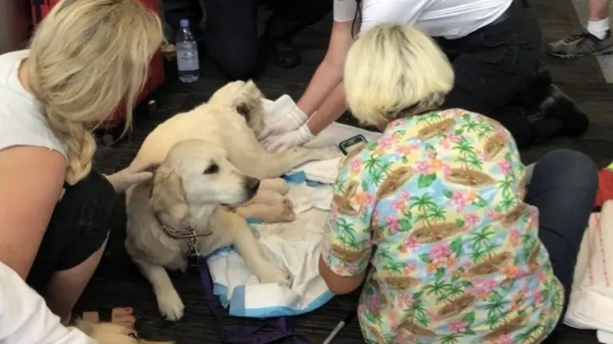 Illustration : "Une chienne d’assistance donne naissance à ses chiots à l'aéroport juste avant l'embarquement"