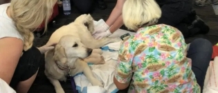 Illustration : "Une chienne d’assistance donne naissance à ses chiots à l'aéroport juste avant l'embarquement"