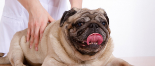 Illustration : "Quelles pathologies du chien soigner avec l'acupression ?"