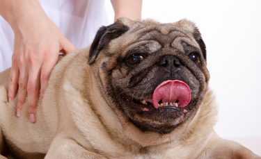 Illustration : "Quelles pathologies du chien soigner avec l'acupression ?"