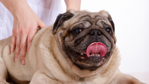 Illustration : Quelles pathologies du chien soigner avec l'acupression ?