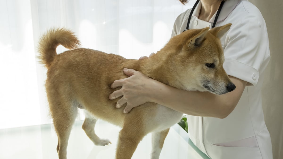 Illustration : "Pratiquer l'acupression chez soi avec son chien"