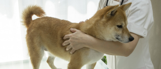Illustration : "Pratiquer l'acupression chez soi avec son chien"