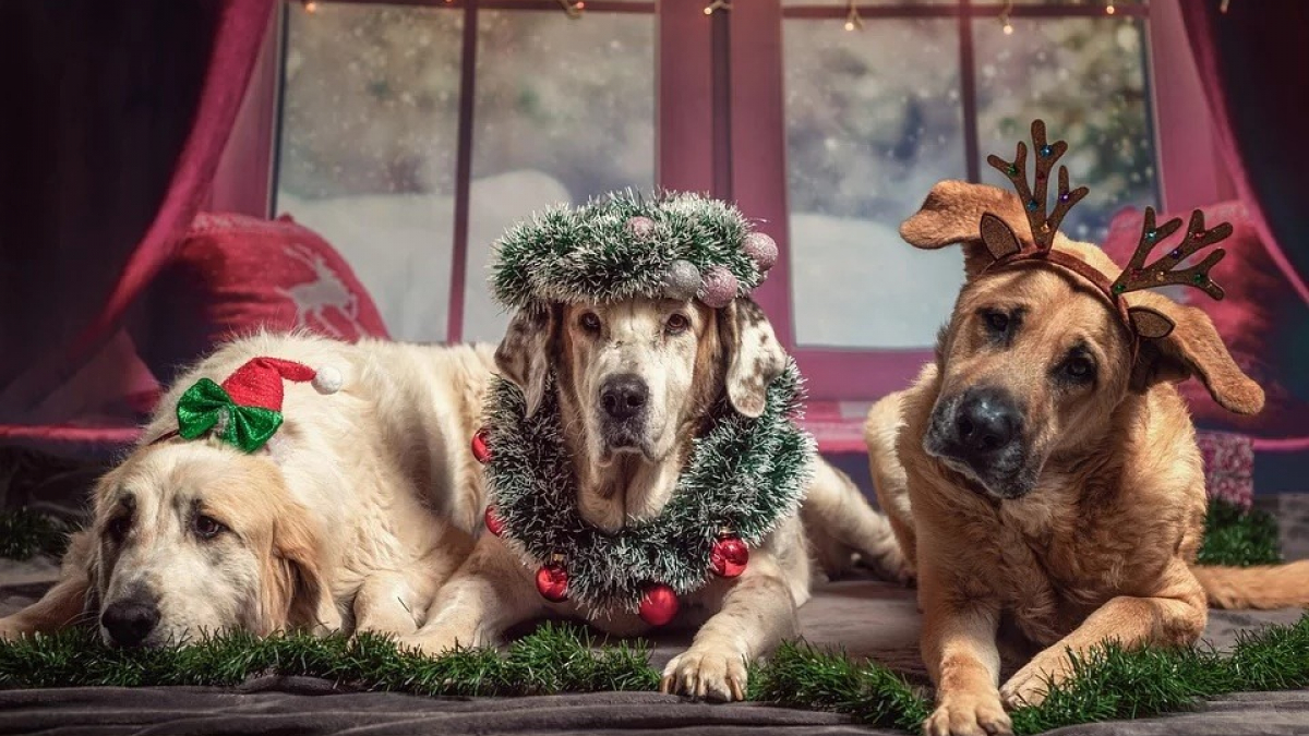 Illustration : "11 dangers qui guettent votre chien à Noël"