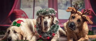 Illustration : "11 dangers qui guettent votre chien à Noël"