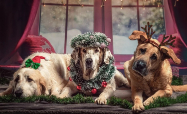 Illustration : "11 dangers qui guettent votre chien à Noël"