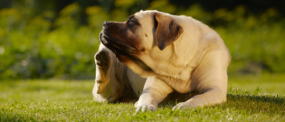 Illustration : "Les traitements antipuces naturels pour chien"